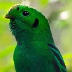 image of bird