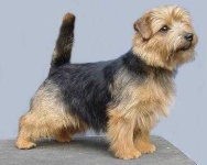 image of norfolk_terrier #6