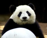image of giant_panda