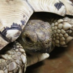 image of animal