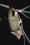 image of possum #7
