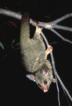 image of animal