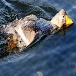 image of bird