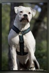image of animal