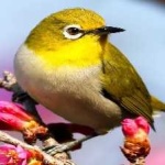 image of bird