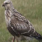 image of bird