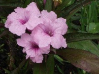 image of mexican_petunia #3