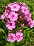 image of flower