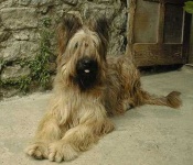image of briard