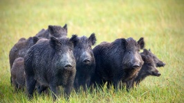 image of boar #36