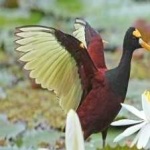 image of bird