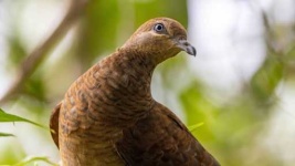 image of dove