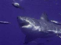 image of great_white_shark #9