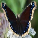 image of animal