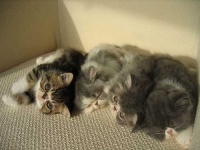 image of persian_cat