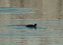 image of american_coot