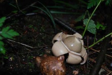 image of earthstar #32