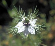 image of flower