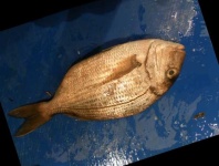image of fish