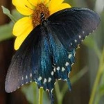 image of animal