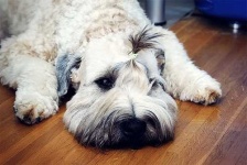 image of soft_coated_wheaten_terrier #1