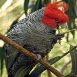 image of bird