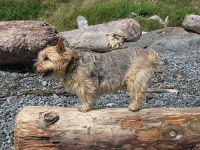 image of norwich_terrier