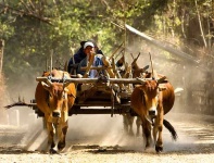 image of oxcart