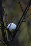 image of golf_ball