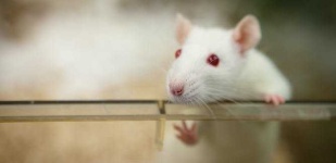 image of animal