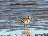 image of dowitcher