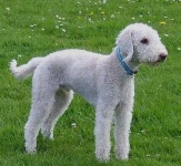 image of bedlington_terrier