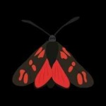 image of animal