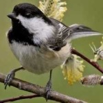 image of bird