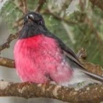 image of bird