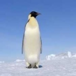 image of emperor_penguin #12