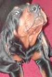 image of black_and_tan_coonhound