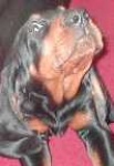 image of black_and_tan_coonhound #13