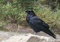 image of animal