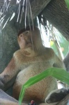 image of proboscis_monkey
