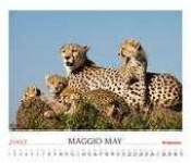 image of cheetah