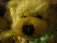 image of teddy
