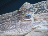 image of american_alligator