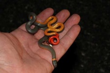 image of ringneck_snake #31