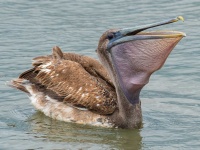 image of animal