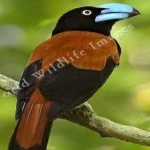 image of bird