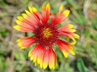image of flower