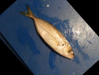 image of fish