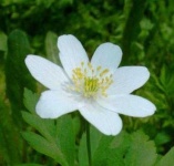 image of flower