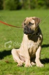 image of bull_mastiff